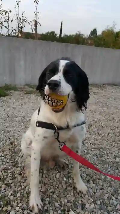 Chien Trouvé 44 Loire-Atlantique Nantes - Habou Chien Trouvé 44 Loire-Atlantique Nantes - Habou