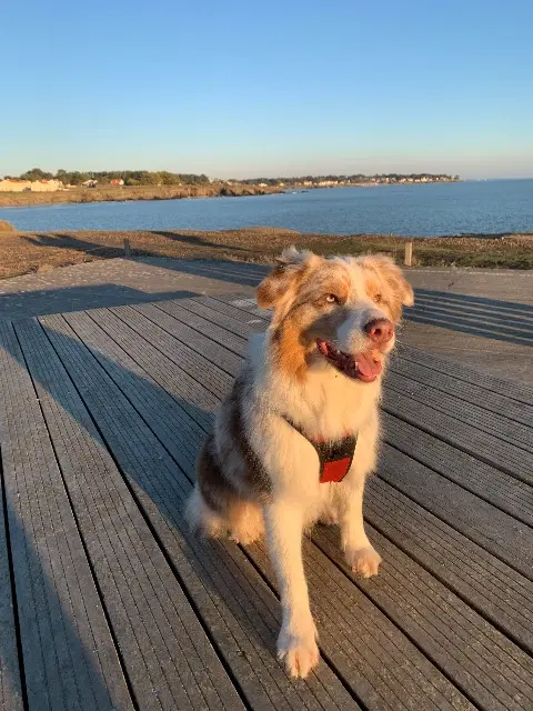 chien reunited    Nantes Pepite