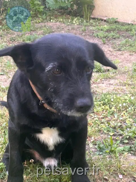 chien reunited 44800 Saint-Herblain Niki