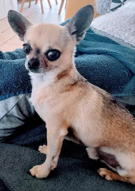 chien reunited   44400 Rezé Popeye