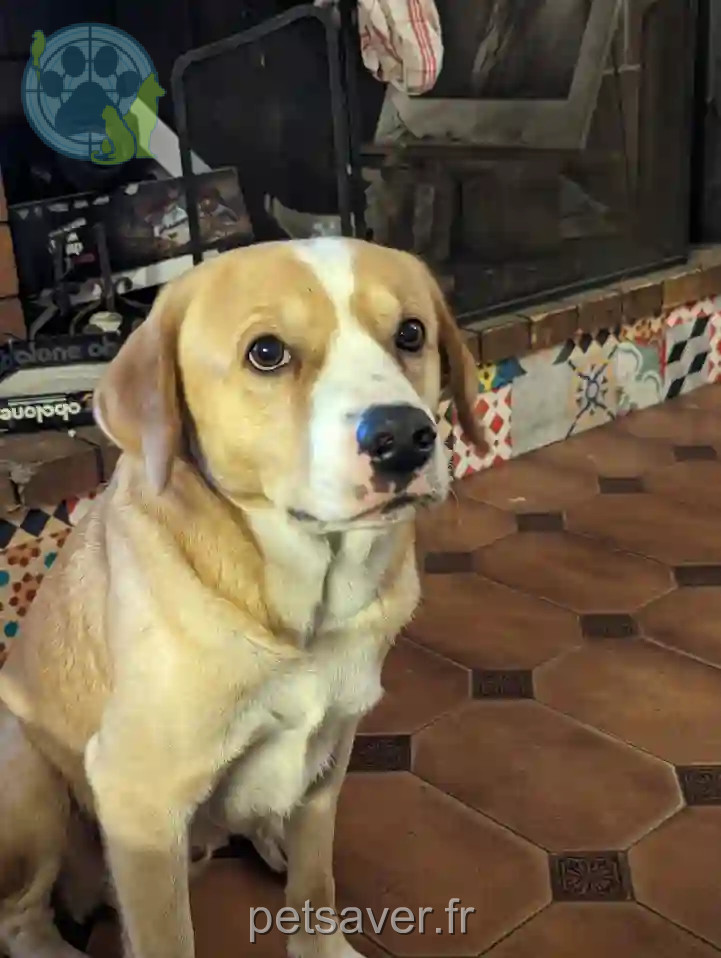Chien Trouvé 44 Loire-Atlantique - Pumba Chien Trouvé 44 Loire-Atlantique - Pumba