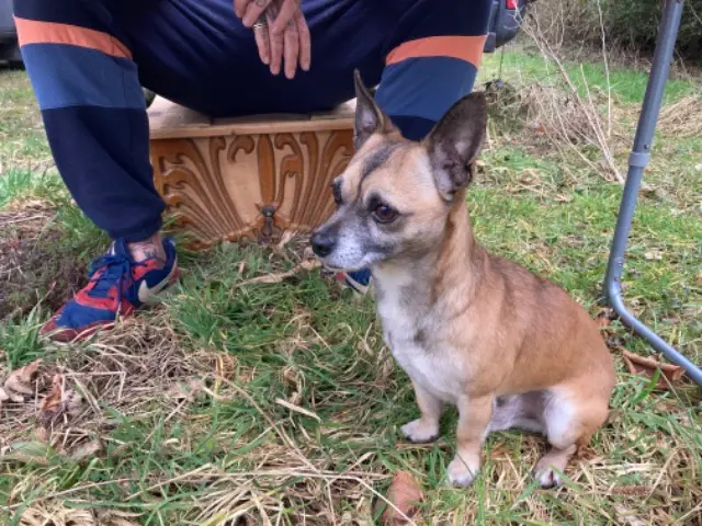chien reunited   44190 Clisson Rocky