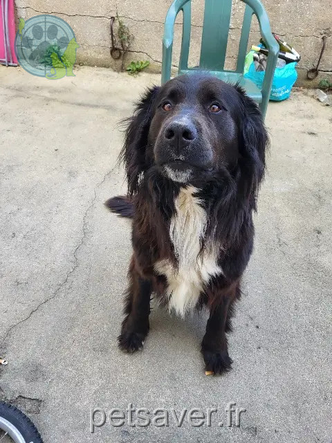 chien reunited 44810 Héric Simba