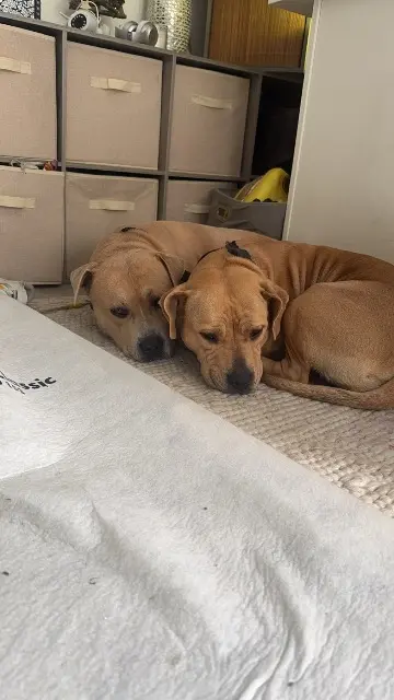 chien reunited   44160 Sainte-Anne-sur-Brivet snow et stella