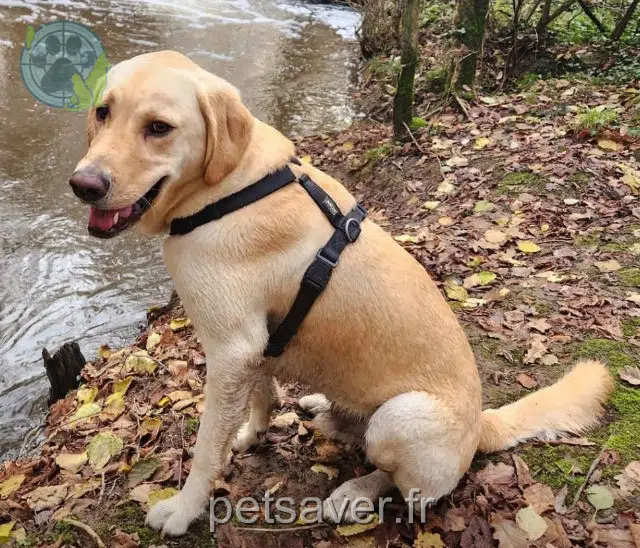 cane reunited   44700 Orvault Togo