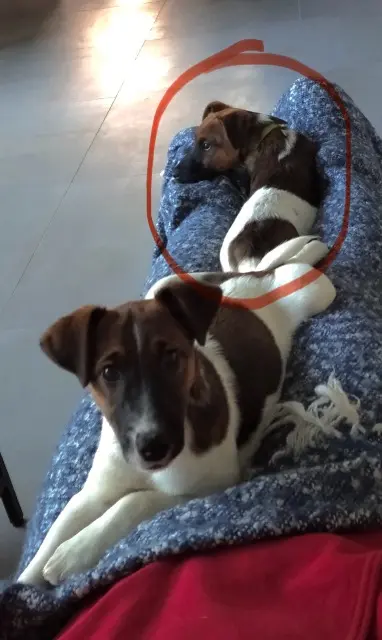 chien reunited   44690 Maisdon-sur-Sèvre Uky