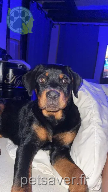 chien reunited 45220 Château-Renard Baloo
