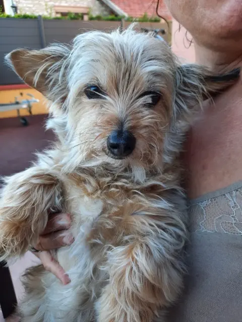 chien reunited   45700 Villemandeur Gus