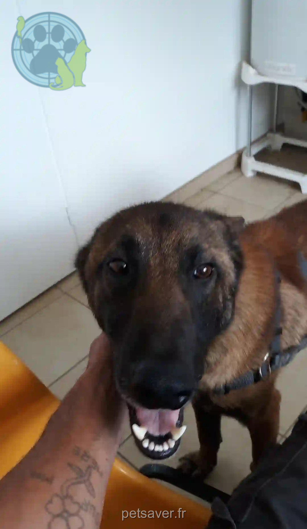 Chien Trouvé 45 Loiret - Oscar Chien Trouvé 45 Loiret - Oscar