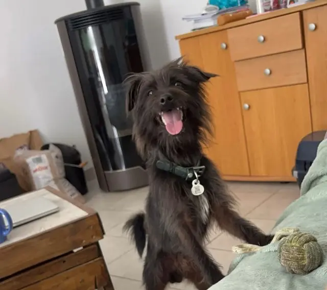 chien reunited   45200 Amilly Titi