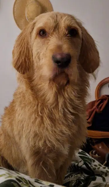 chien reunited   45370 Dry Vidocq