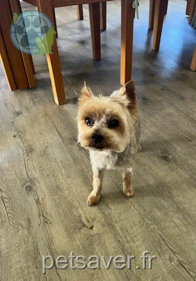 chien reunited   46100 Lissac-et-Mouret Eliot
