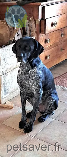 chien reunited   46260 Limogne-en-Quercy Pouki