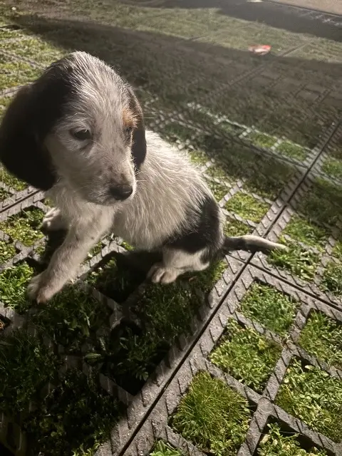 chien reunited   47420 Durance Aiko