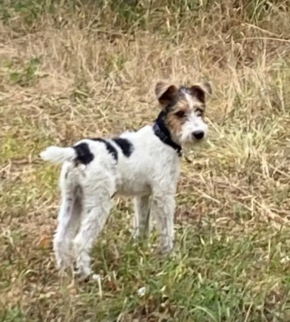 chien reunited   47450 Colayrac-Saint-Cirq Api