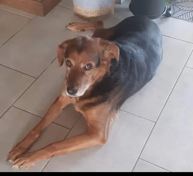 chien reunited   47330 Douzains Django