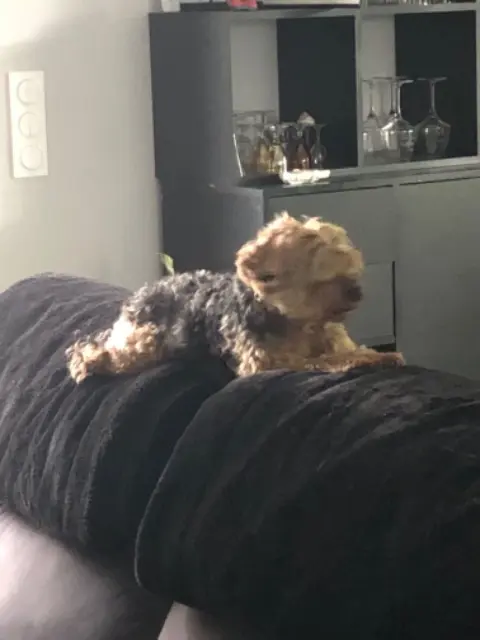 chien reunited   47550 Boé Falou
