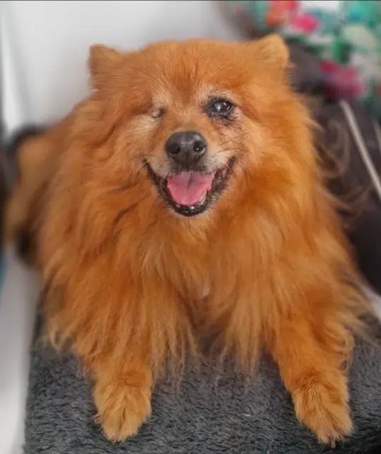 chien reunited   47240 Bon-Encontre Lohengrin