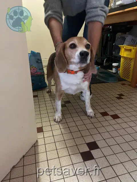 chien reunited   47370 Bourlens Nom inconnu