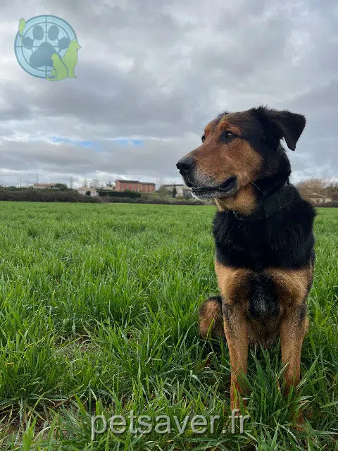 chien reunited   47190 Aiguillon Obelix