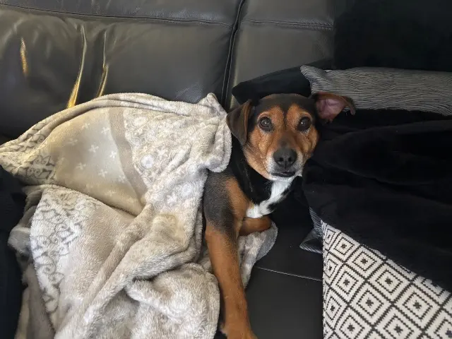 chien reunited   47150 Monflanquin Olaf