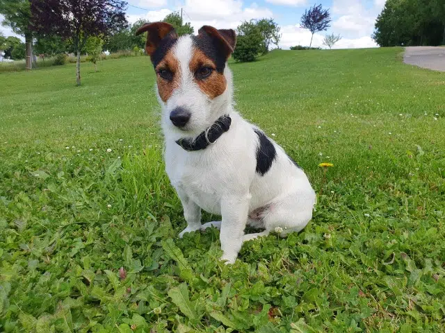 chien reunited   47360 Lusignan-Petit Sami