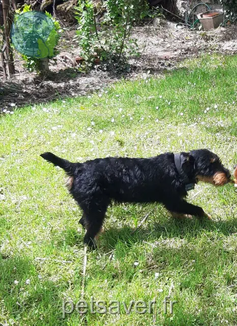 chien reunited   47360 Lusignan-Petit Ulisse