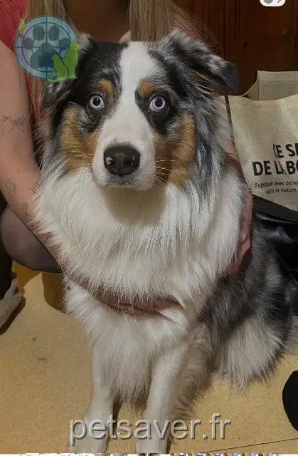 chien reunited 47240 Bon-Encontre Urus