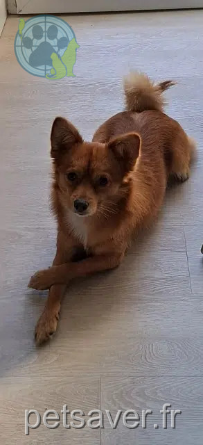 Hund reunited 48100 Saint-Laurent-de-Muret Melo