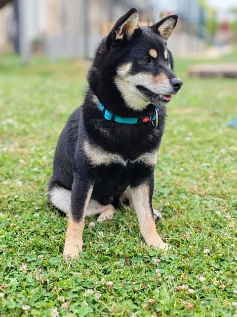 chien reunited   49320 Brissac-Loire-Aubance Taupo