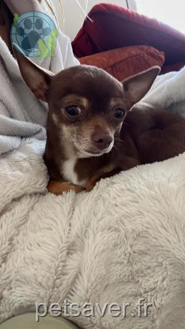 chien reunited 49800 Trélazé Chihuahua