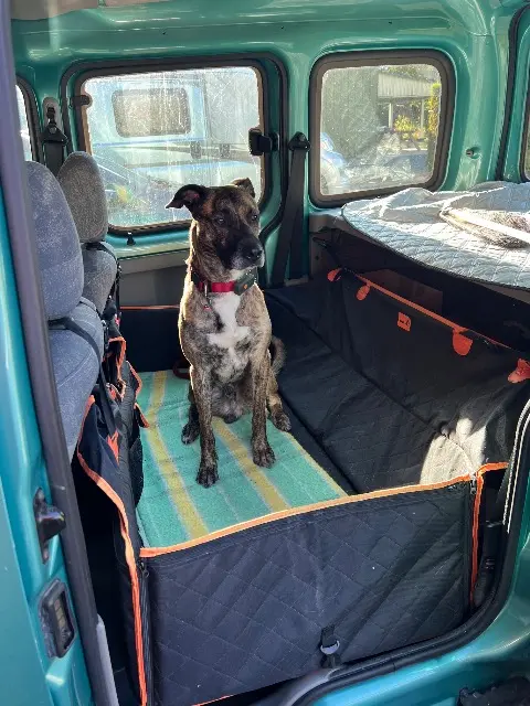 chien reunited   49400 Verrie Larsen