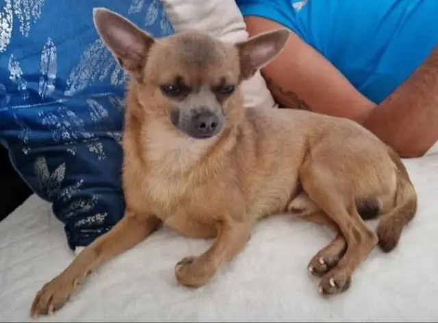 chien reunited   49124 Saint-Barthélemy-d'Anjou Prince