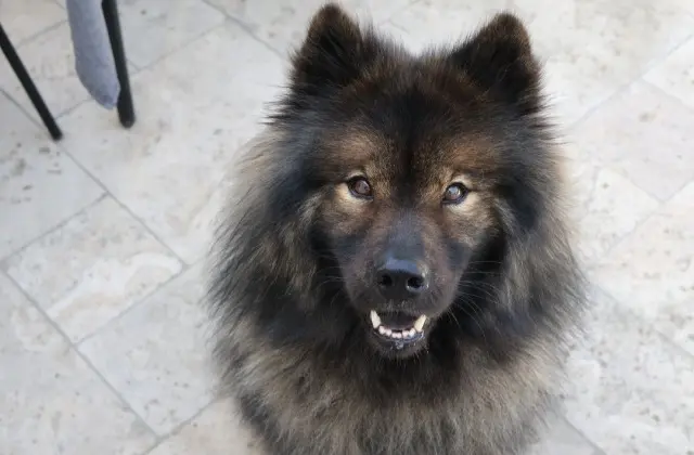 chien reunited   49170 Savennières Smokey
