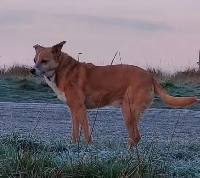 chien reunited   50580 Port-Bail-sur-Mer Gribouille