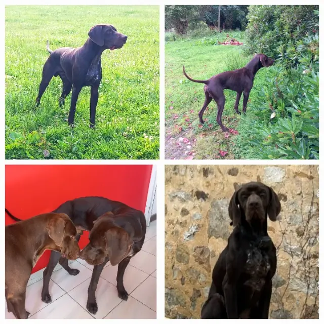 chien reunited   50700 Saint-Joseph UROS