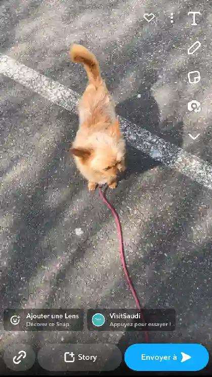 Chien Trouvé 51 Marne Reims - Biscotte Chien Trouvé 51 Marne Reims - Biscotte