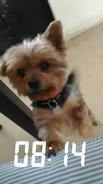 chien reunited   51100 Reims Endy