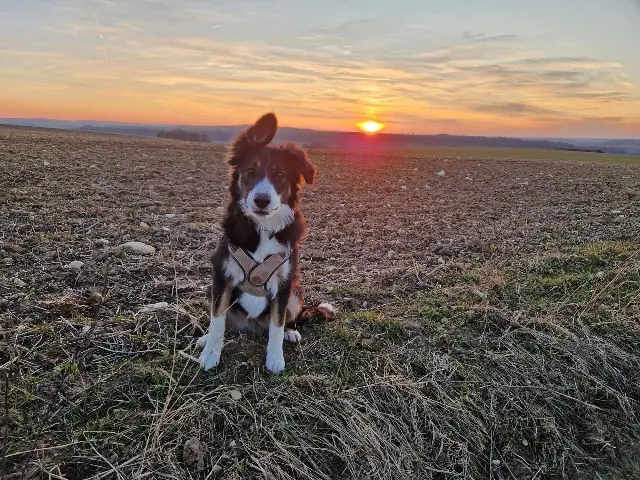 chien reunited   51170 Fismes Velours