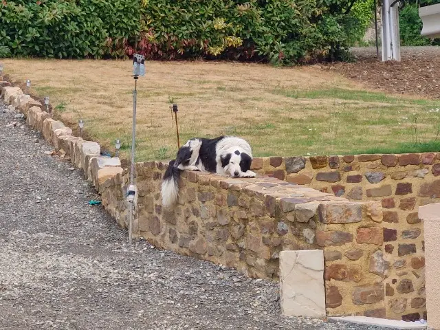 chien reunited   53270 Blandouet-Saint Jean OSCAR