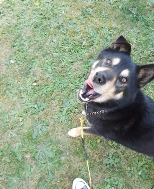 chien reunited   53120 Gorron Nesquik