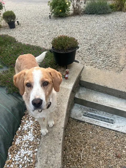 chien reunited   53300 Le Pas Nougat