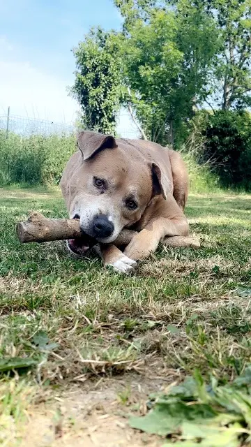 chien reunited   53250 Madré Tayson