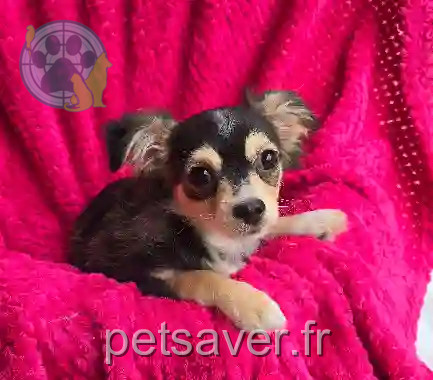 Chien Trouvé 53 Mayenne - Virtuose Chien Trouvé 53 Mayenne - Virtuose
