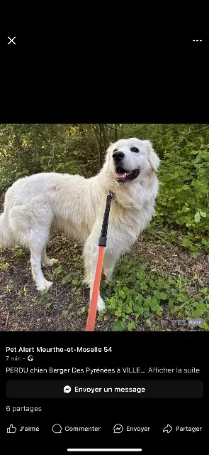 chien reunited   54250 Champigneulles Everest