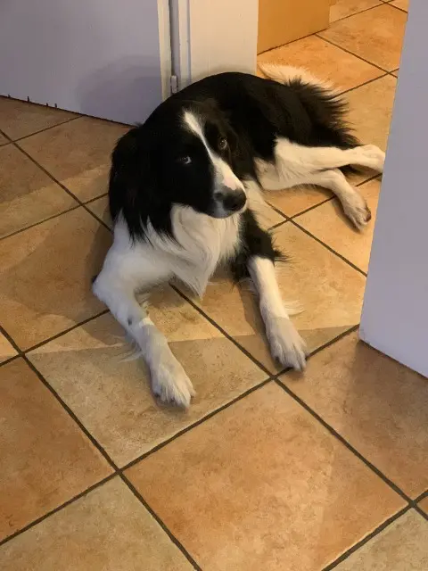 chien reunited   54300 Moncel-lès-Lunéville Jedi