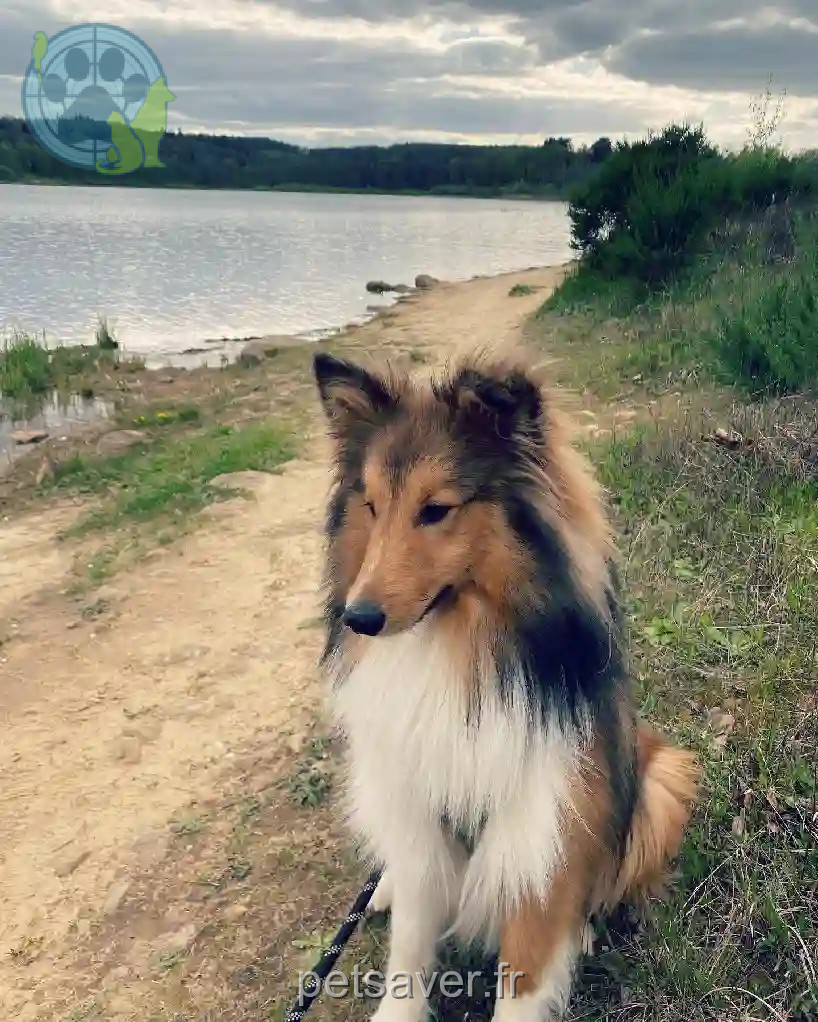 Chien Trouvé 54 Meurthe-et-Moselle Nancy - Ulyx Chien Trouvé 54 Meurthe-et-Moselle Nancy - Ulyx