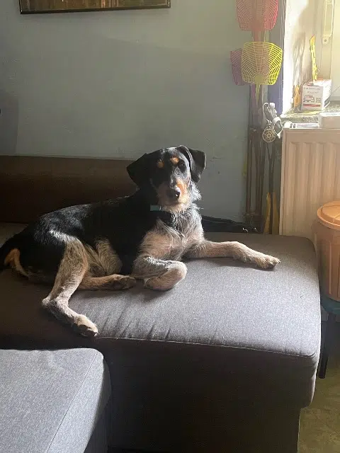 chien reunited   54620 Beuveille Oliver