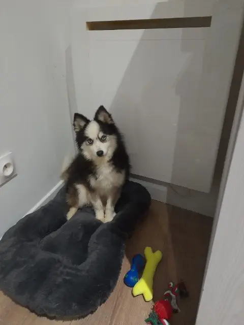 chien reunited   54120 Lachapelle Youki