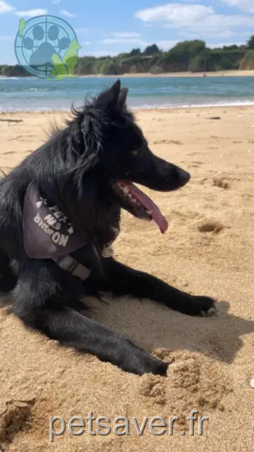 chien reunited   56530 Quéven Bandit